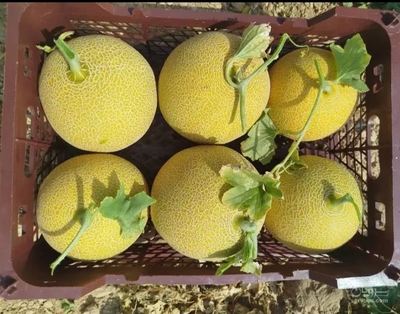 فروش ملون