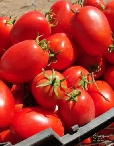 فروش گوجه فرنگی