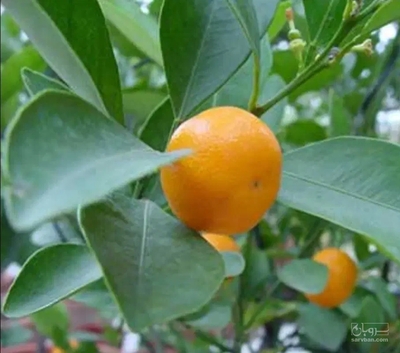 فروش نارنگی