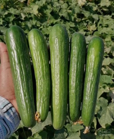 فروش خیار