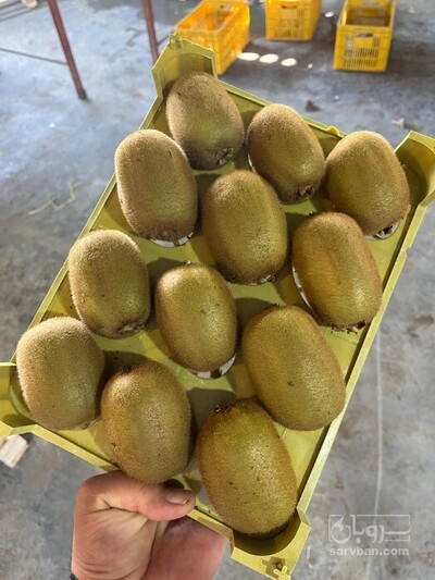 فروش کیوی