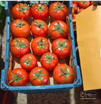 فروش گوجه فرنگی