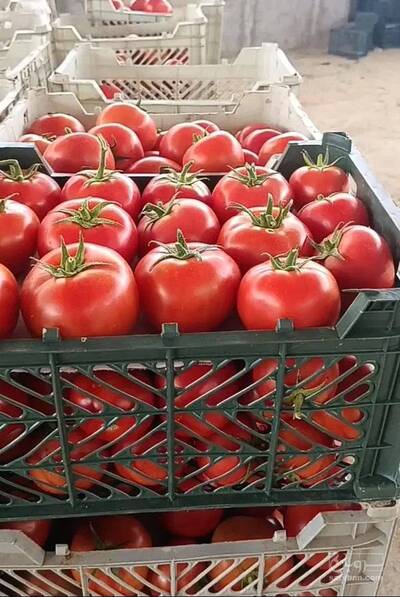 فروش گوجه فرنگی