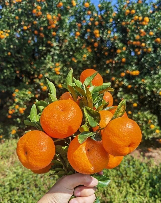 فروش نارنگی محلی (بندری)