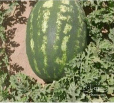 فروش هندوانه