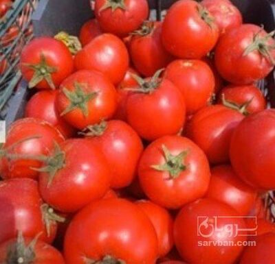 فروش گوجه فرنگی