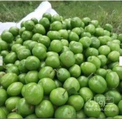 فروش گوجه سبز