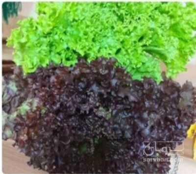 فروش کاهو فرانسوی