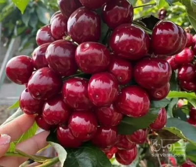 فروش آلبالو