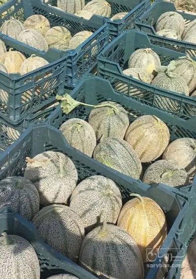 فروش طالبی جانا