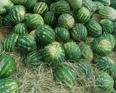 فروش هندوانه
