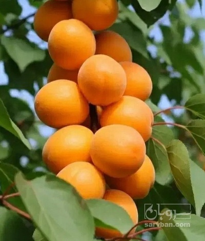 فروش زردآلو