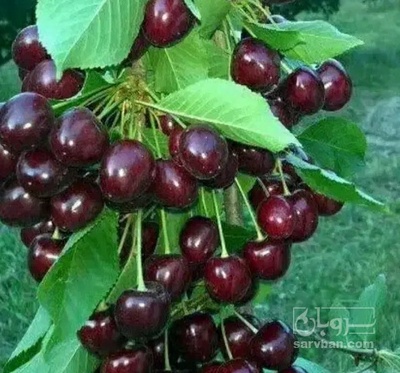 فروش گیلاس