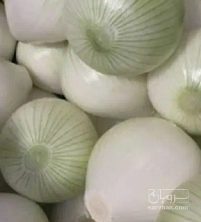 فروش پیاز
