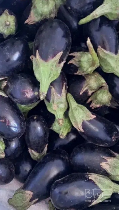 فروش بادمجان