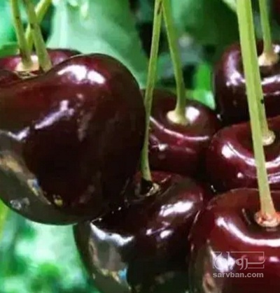 فروش گیلاس