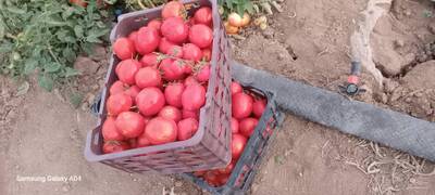 فروش گوجه فرنگی