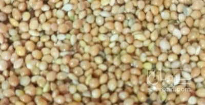 فروش ارزن