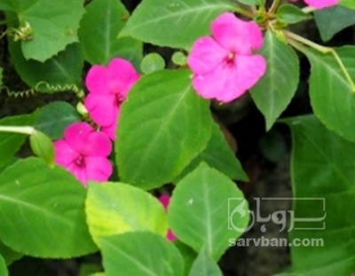 فروش حنا (گیاه‌ دارویی)