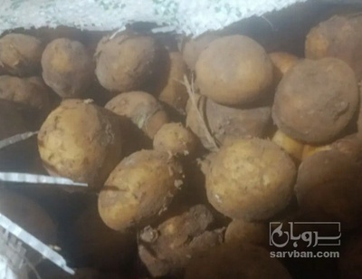 فروش سیب زمینی