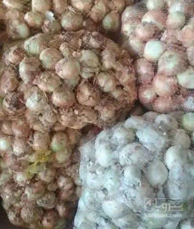 فروش پیاز