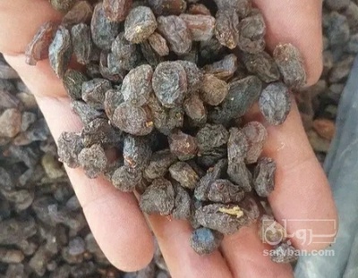 فروش کشمش
