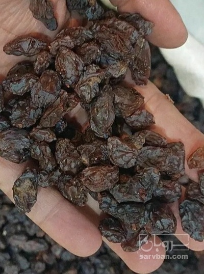 فروش کشمش ابگیری