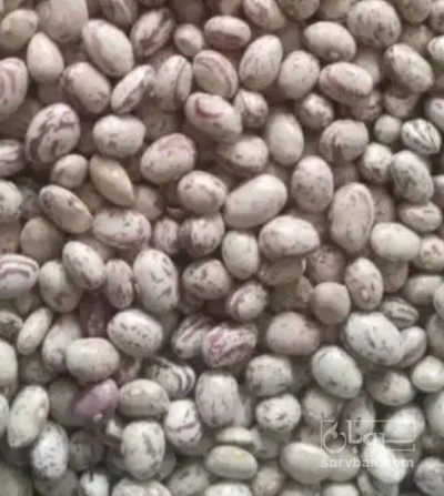 فروش لوبیا چیتی