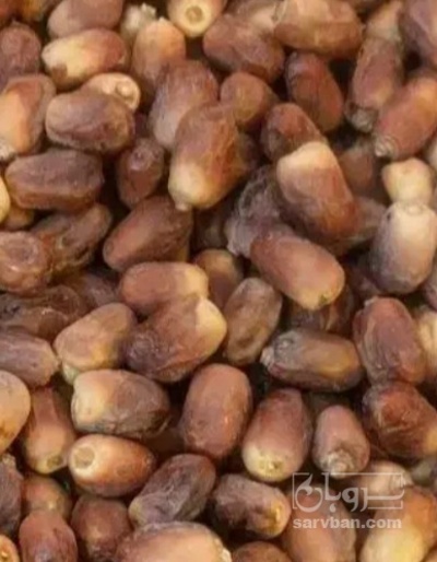 فروش خرما قصب