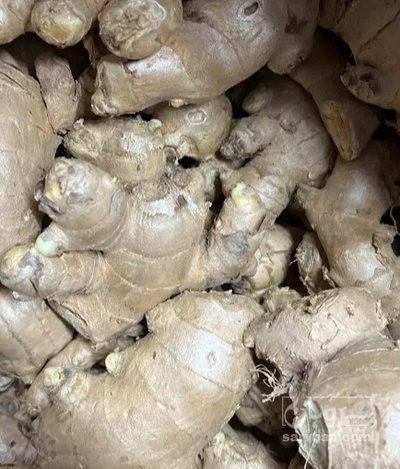 فروش زنجبیل (گیاه‌ دارویی)