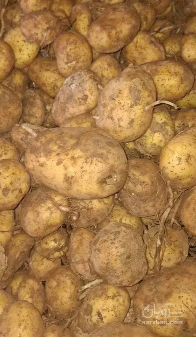 فروش سیب زمینی جلی