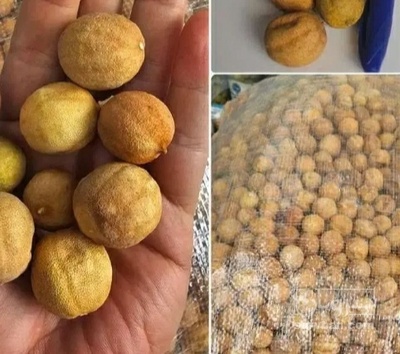 فروش لیمو خشک