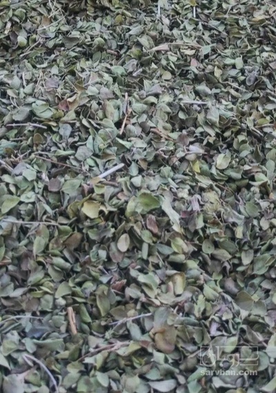 فروش آویشن خشک (گیاه‌ دارویی)