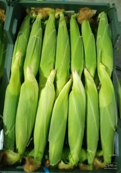 فروش ذرت دانه ای