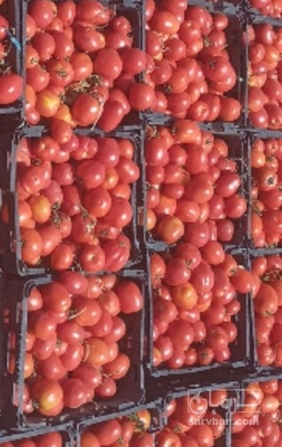 فروش گوجه فرنگی