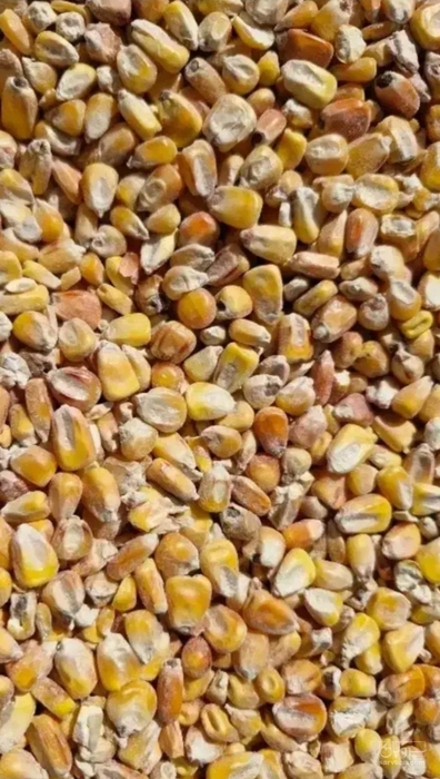 فروش ذرت علوفه ای