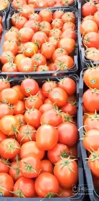 فروش گوجه فرنگی