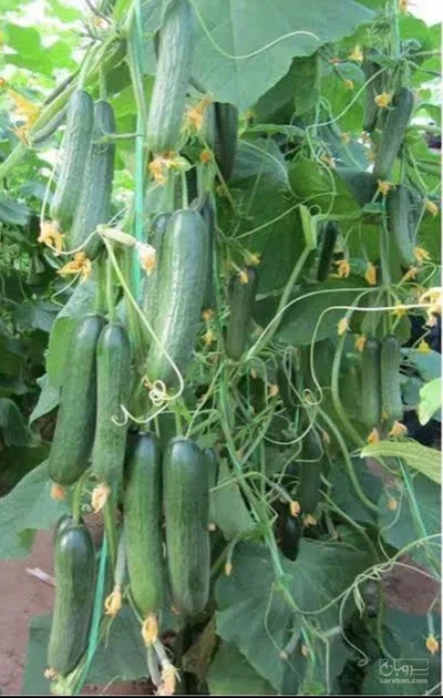 فروش خیار