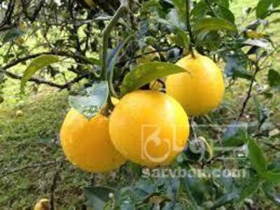 فروش لیمو شیرین