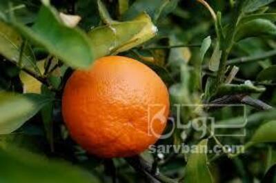 فروش نارنگی