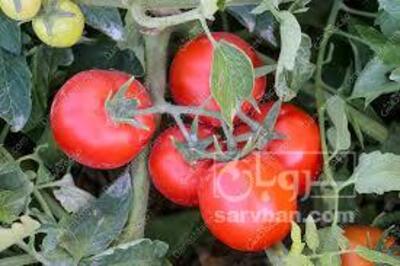 فروش گوجه فرنگی
