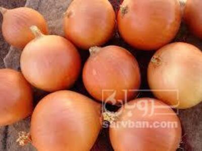 فروش پیازطلایی