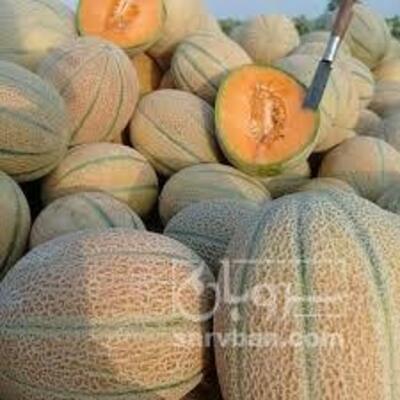 فروش طالبی جانا