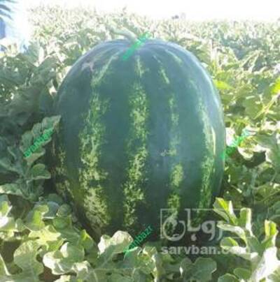 فروش هندوانه