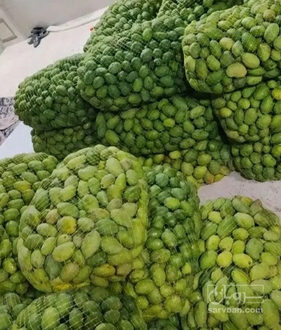 فروش انبه کال
