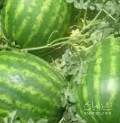 فروش هندوانه باراکا