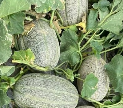 فروش طالبی جانا