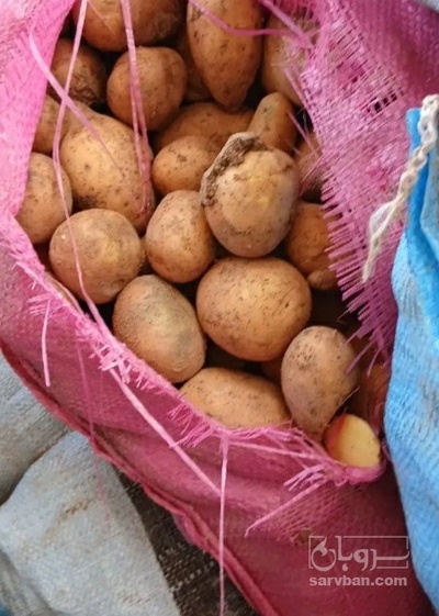 فروش سیب زمینی