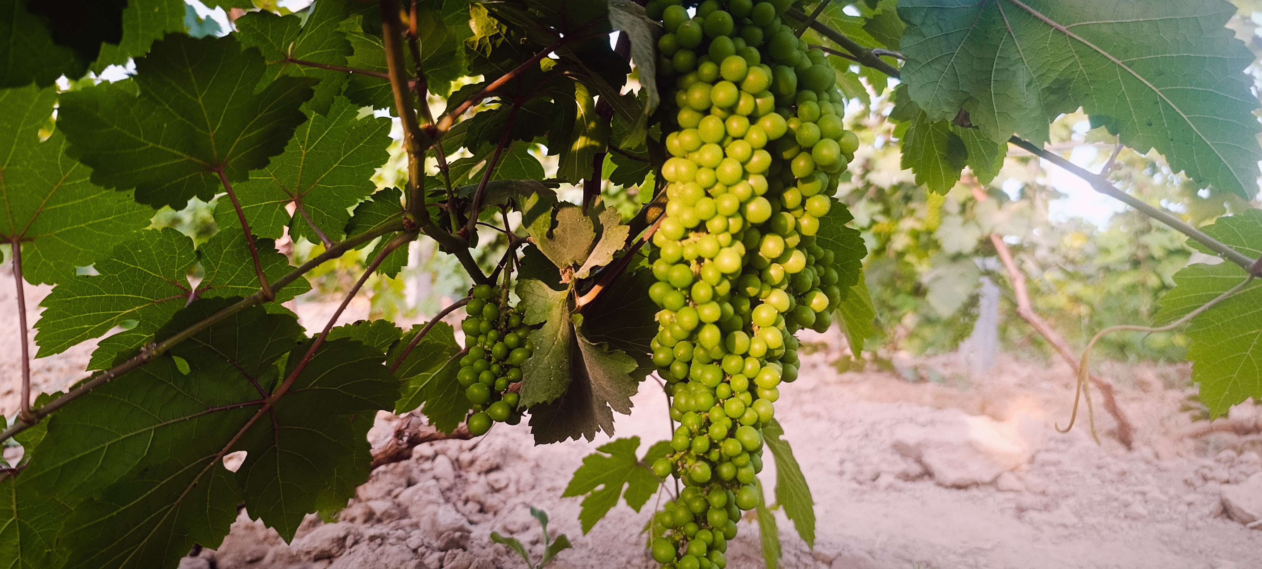 فروش انگور یاقوتی 2