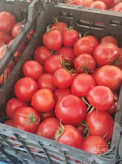 فروش گوجه فرنگی برنتا